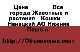 Zolton › Цена ­ 30 000 - Все города Животные и растения » Кошки   . Ненецкий АО,Нижняя Пеша с.